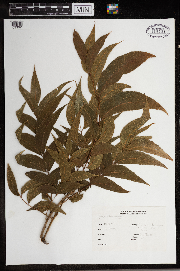 Carya illinoinensis image