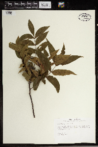 Carya aquatica image