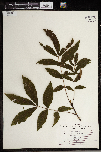 Carya cordiformis image