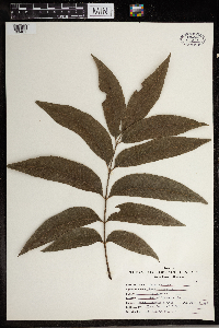 Carya aquatica image