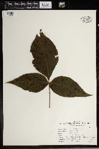 Carya glabra image