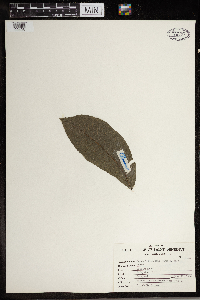 Image Associated With the Occurrence