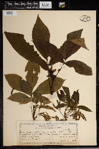 Carya ovata image
