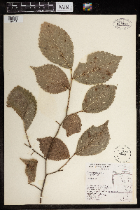 Ulmus rubra image