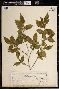 Ulmus rubra image