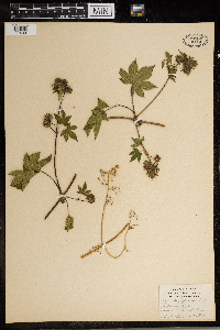 Humulus japonicus image
