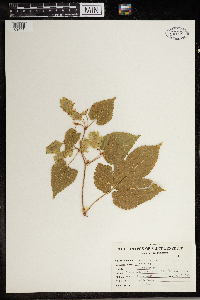 Humulus lupulus image