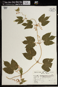 Humulus lupulus image