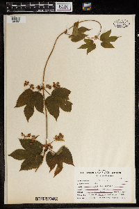 Humulus lupulus image