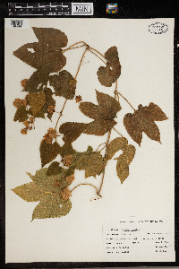 Humulus lupulus image