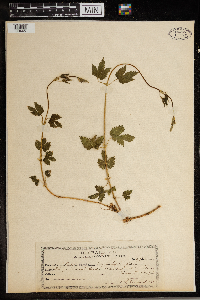 Humulus lupulus image