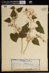 Humulus lupulus image