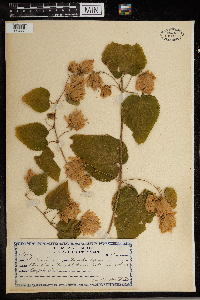 Humulus lupulus image