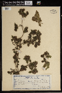 Humulus japonicus image
