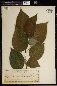 Broussonetia papyrifera image