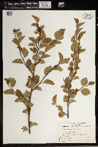 Betula occidentalis image