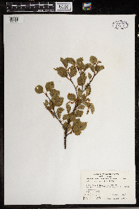 Betula occidentalis image