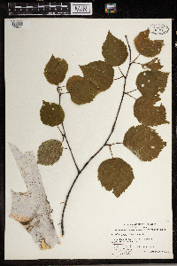 Thumbnail image of current specimen