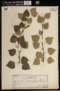 Betula populifolia image
