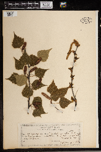 Betula pendula image