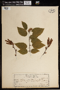 Betula lenta image