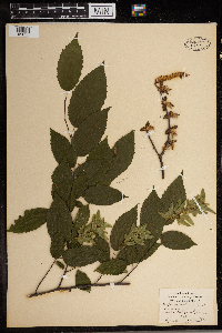 Carpinus caroliniana image