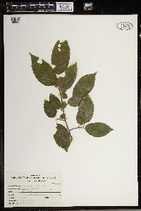Carpinus caroliniana image