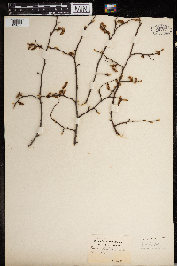 Carpinus caroliniana image