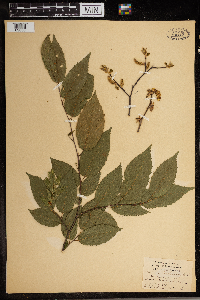 Carpinus caroliniana image