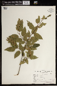 Carpinus caroliniana image