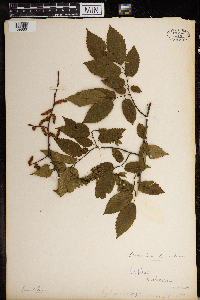 Carpinus caroliniana image