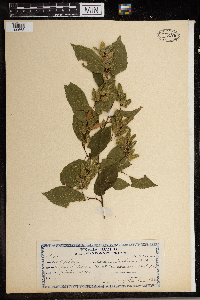 Carpinus caroliniana image