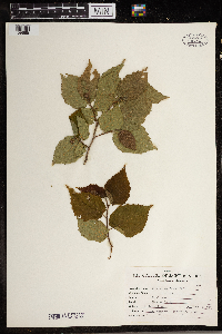 Corylus americana image