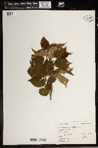 Corylus americana image