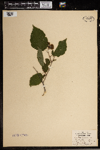 Corylus americana image