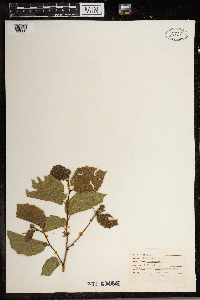Corylus americana image