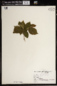 Corylus americana image