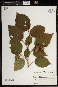 Corylus americana image