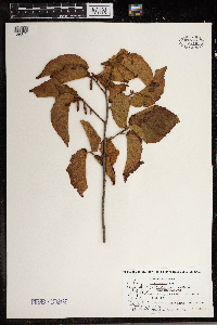 Corylus americana image