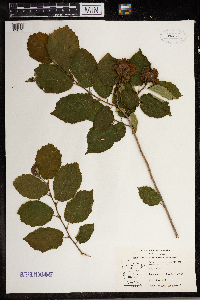 Corylus americana image