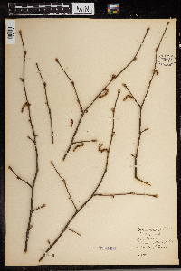 Corylus americana image