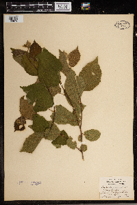 Corylus americana image