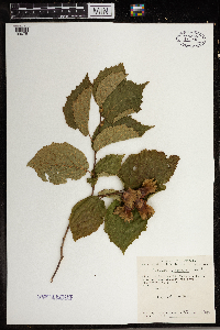 Corylus americana image