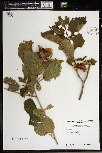 Corylus americana image