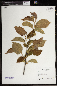 Corylus americana image