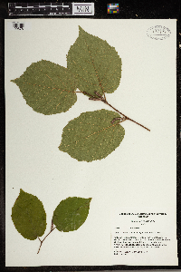 Corylus americana image