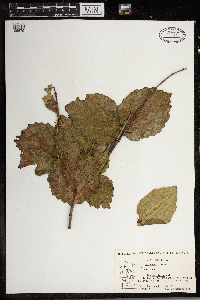 Corylus americana image