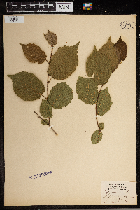 Corylus americana image