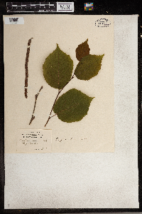 Corylus americana image