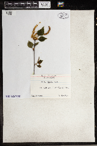 Thumbnail image of current specimen